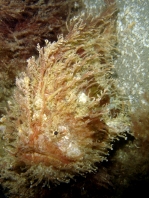 Rhycherus filamentosus (Tasseled Frogfish - Quasten-Anglerfisch)