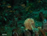 Pejesapo pintado (Antennarius pictus) - rodeado de peces pequeños