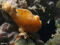 Painted frogfish - <em>Antennarius pictus</em> - Rundflecken Anglerfisch