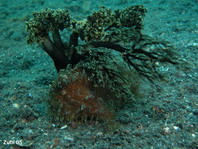Pez rana rayado (Antennarius striatus) - escondido abajo de un pepino del mar